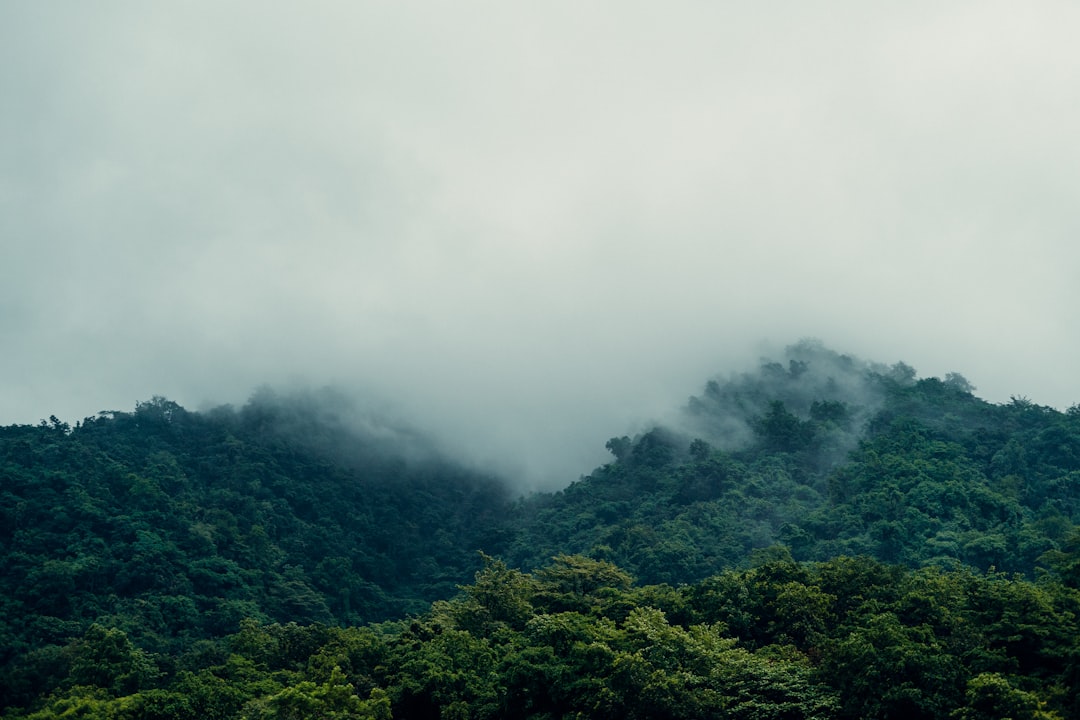 a forest of trees