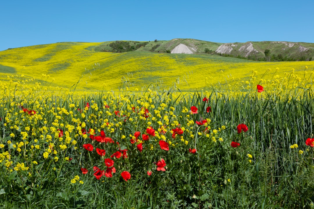 red and yellow flower field during daytime