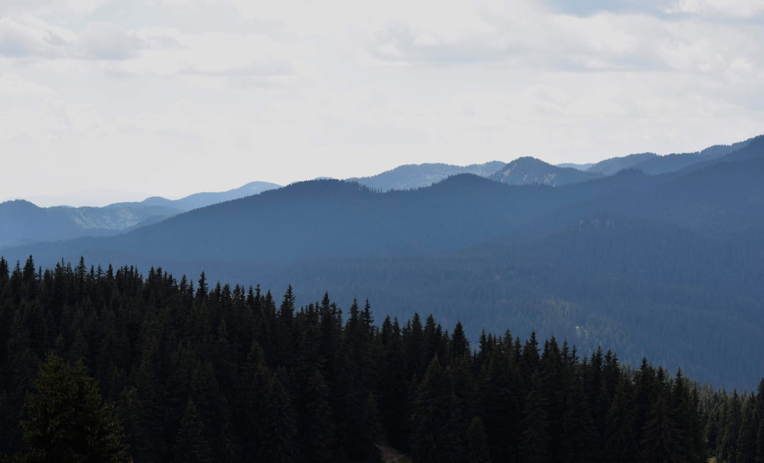 green trees on mountain under white clouds during daytime