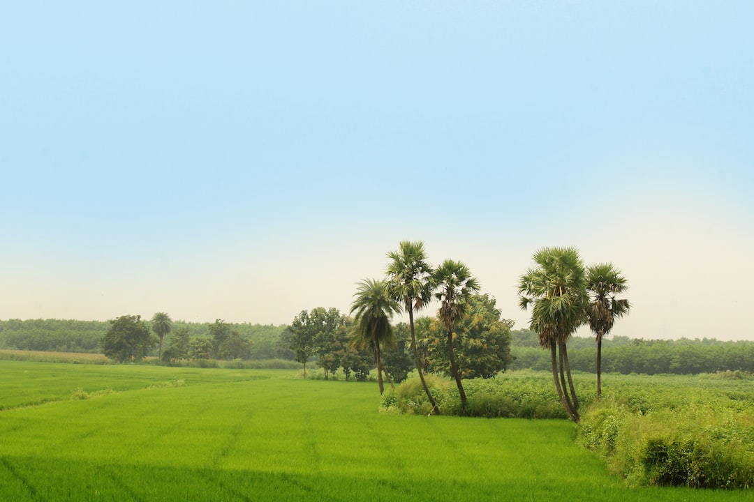 a green field with palm trees and a blue sky