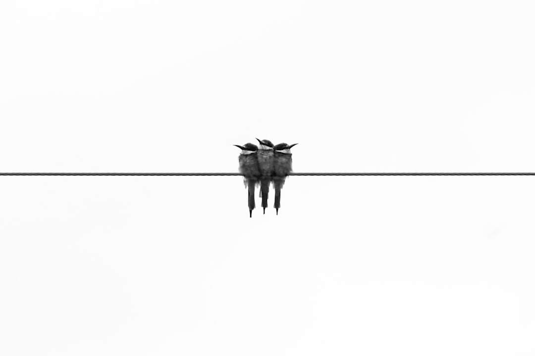 Three small birds perched together on a thin wire against a white background