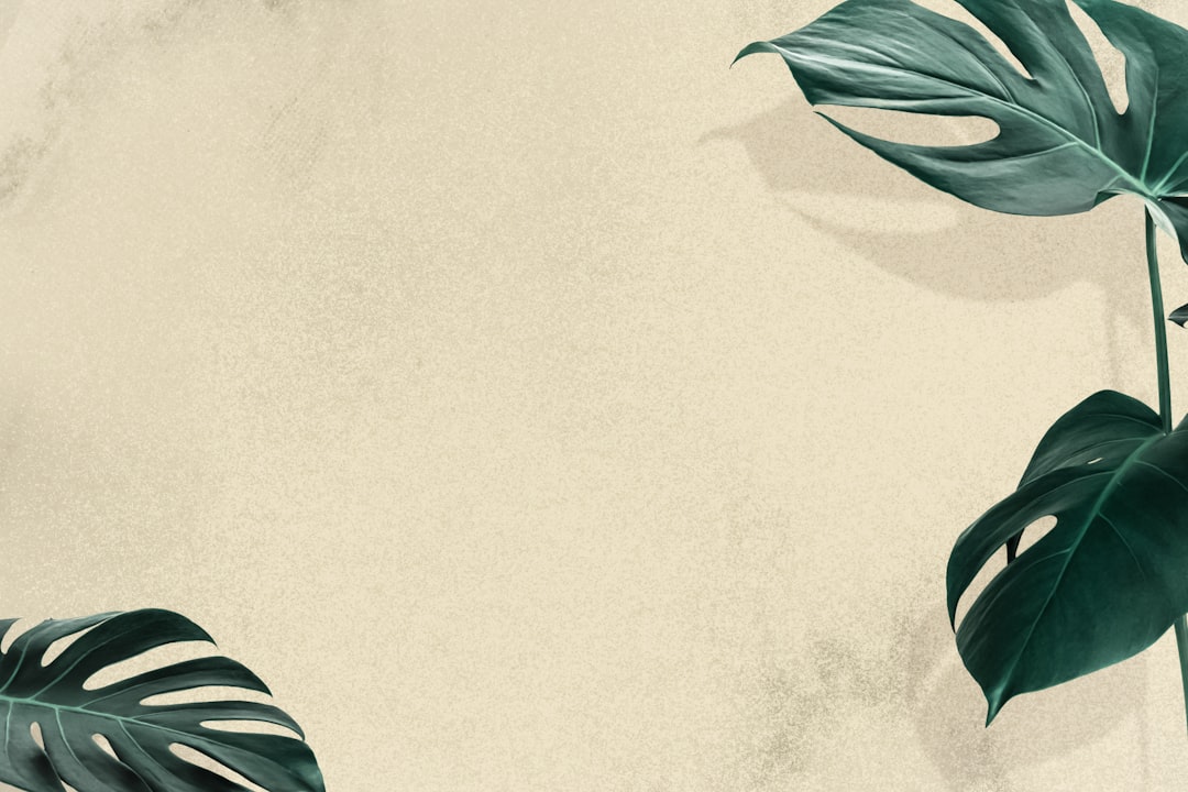 Two dark green monstera leaves framing a textured beige background